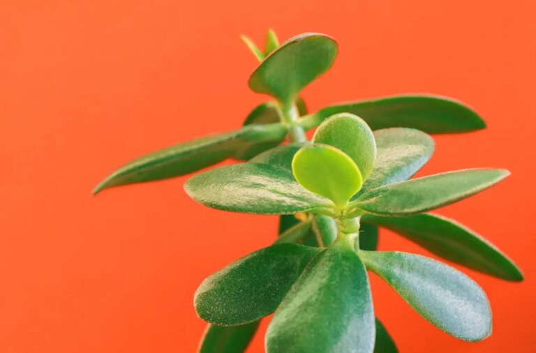 Quando innaffiare l’Albero di Giada: regole e frequenza ideale